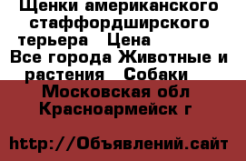 Щенки американского стаффордширского терьера › Цена ­ 20 000 - Все города Животные и растения » Собаки   . Московская обл.,Красноармейск г.